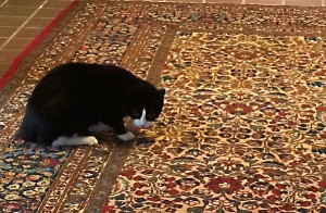 Pet urine on a rug